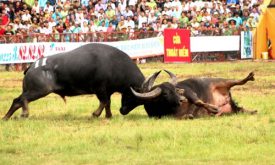 Ke Ve Le Hoi Choi Trau Do Son Hai Phong